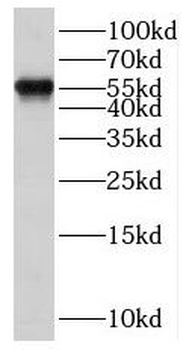 SCML4 Rabbit Polyclonal Antibody