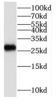 SCO2 Antibody