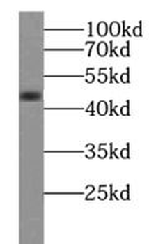 SCRN1 Rabbit Polyclonal Antibody