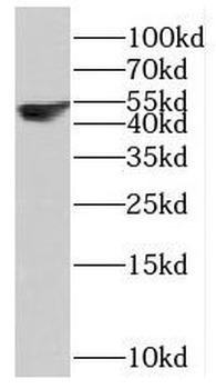 SCRN3 Rabbit Polyclonal Antibody