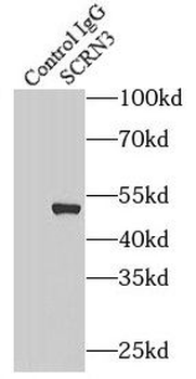 SCRN3 Rabbit Polyclonal Antibody