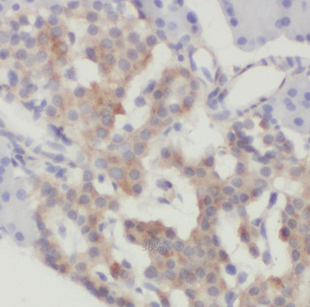 SCRN3 Rabbit Polyclonal Antibody