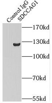 NEMF Rabbit Polyclonal Antibody