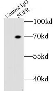 CAVIN2 Rabbit Polyclonal Antibody