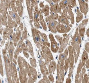 CAVIN2 Rabbit Polyclonal Antibody