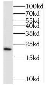 SEC11A Antibody