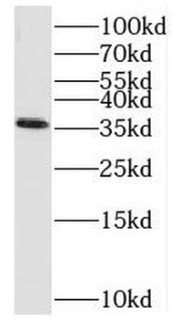 SEC13 Antibody