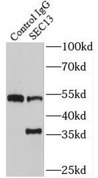 SEC13 Antibody