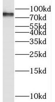 SEC14L1 Rabbit Polyclonal Antibody