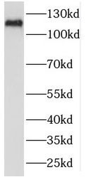 SEC24C Rabbit Polyclonal Antibody