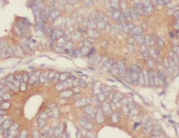 SEC61G Rabbit Polyclonal Antibody