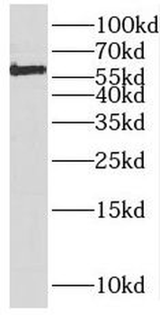 DHCR24 Antibody