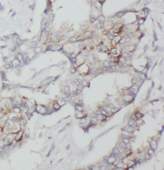 DHCR24 Antibody