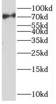 SENP1 Antibody