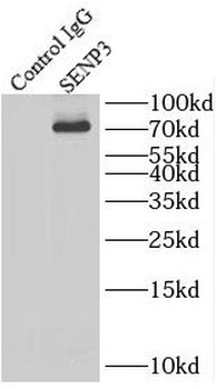 SENP3 Antibody