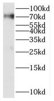SERAC1 Antibody