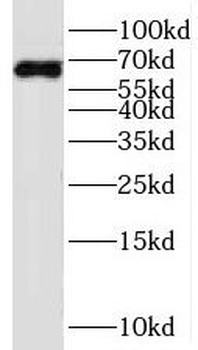 SERINC1 Rabbit Polyclonal Antibody