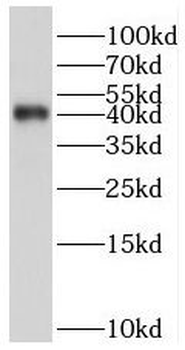 SERPINB9 Antibody