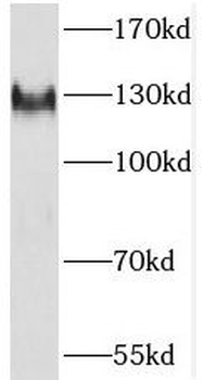 SF3A1 Antibody
