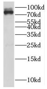 AKAP17A Rabbit Polyclonal Antibody