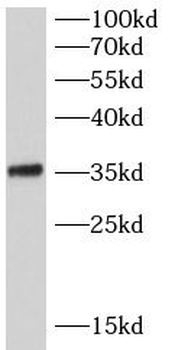 SRSF7 Antibody