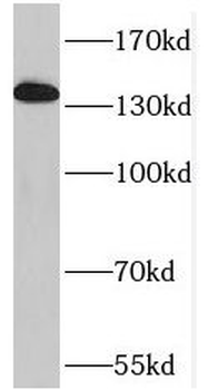 SFSWAP Rabbit Polyclonal Antibody