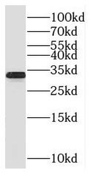 SFXN1 Rabbit Polyclonal Antibody