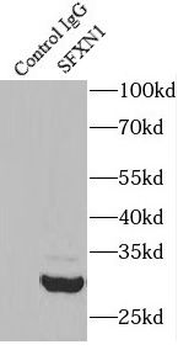 SFXN1 Rabbit Polyclonal Antibody