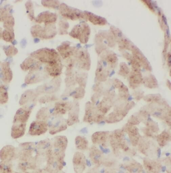 SFXN1 Rabbit Polyclonal Antibody