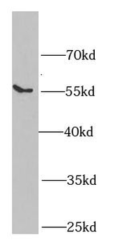 SGCE Rabbit Polyclonal Antibody