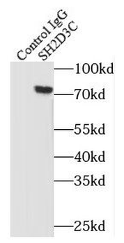 SH2D3C Antibody