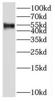 SH2D4A Antibody