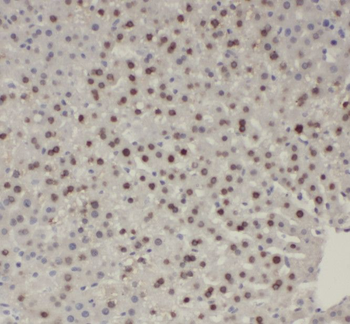 SH3BGRL2 Rabbit Polyclonal Antibody