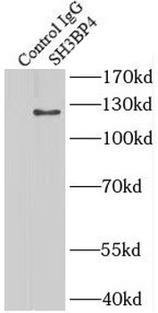 SH3BP4 Rabbit Polyclonal Antibody