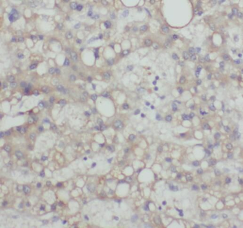SIGLEC9 Rabbit Polyclonal Antibody