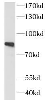 SIK1 Antibody
