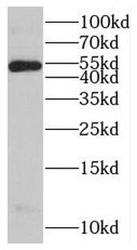 SIL1 Rabbit Polyclonal Antibody