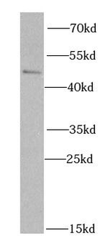 SKAP2 Antibody