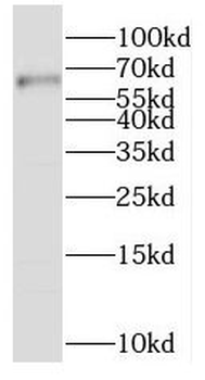 SLC19A3 Rabbit Polyclonal Antibody