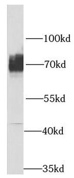 SLC1A4 Rabbit Polyclonal Antibody