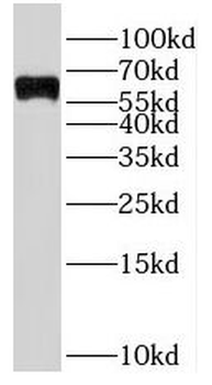 SLC22A15 Antibody