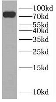 SLC24A4 Rabbit Polyclonal Antibody