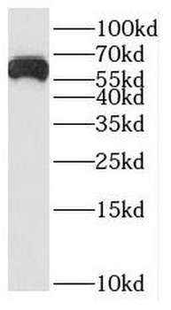 SLC8B1 Rabbit Polyclonal Antibody