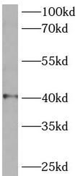 SLC25A3 Rabbit Polyclonal Antibody