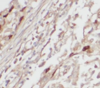 SLC25A3 Rabbit Polyclonal Antibody