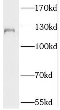 SLC4A4 Rabbit Polyclonal Antibody
