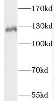 Slc4a8 Rabbit Polyclonal Antibody