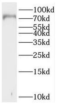 SLC5A3 Rabbit Polyclonal Antibody
