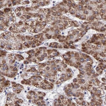 MIEF2 Rabbit Polyclonal Antibody