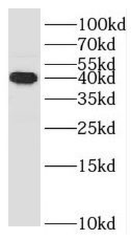 SMPDL3B Antibody